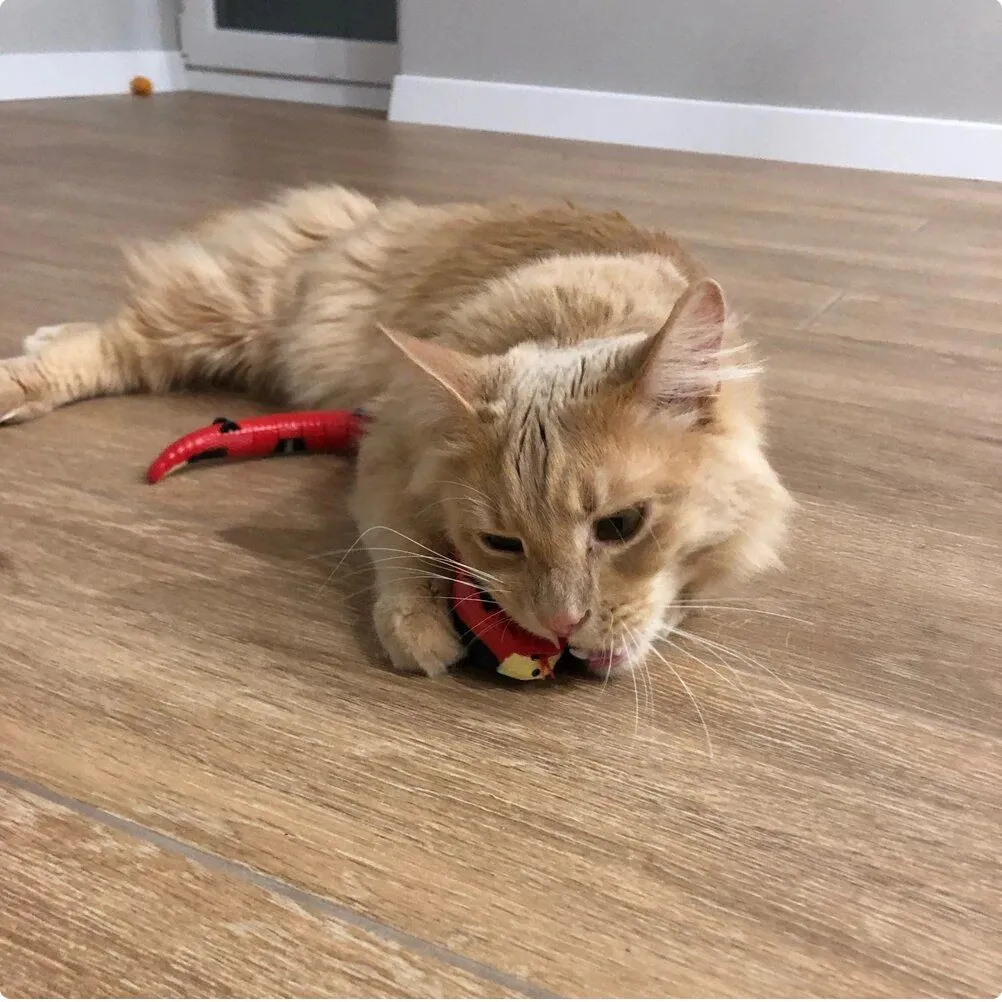 Smart Sensor Interactive Snake Toy For Cats